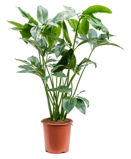 Philodendron Green Wonder 100 cm 