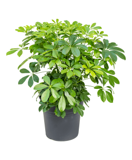 Schefflera arboricola Compacta 65 cm 