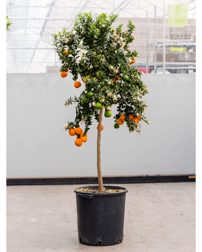Citrus aurantium Chinotto 160 cm