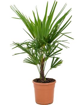 Palmier Trachycarpus fortunei 70 cm 