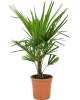 Palmier Trachycarpus fortunei 70 cm 