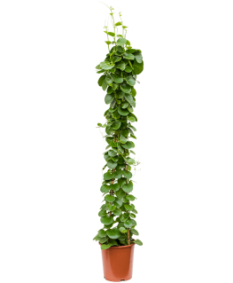 Cissus Rotundifolia 160 cm 