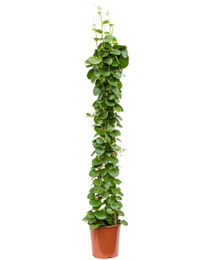 Cissus Rotundifolia 160 cm