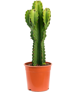 Euphorbia Ingens 90 cm 