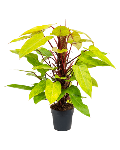 Philodendron Painted Lady 80 cm