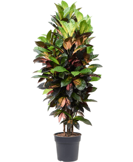Croton Codiaeum variegatum Mrs Iceton 125 cm 