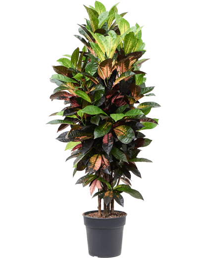 Croton Codiaeum variegatum Mrs Iceton 125 cm