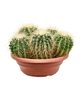 Echinocactus grusonii 25 cm 