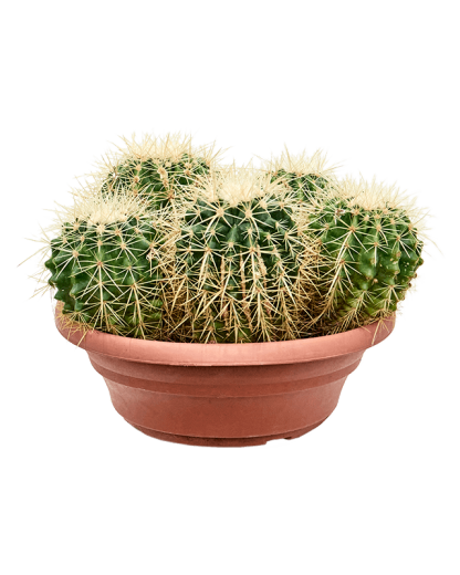Echinocactus grusonii 25 cm