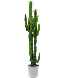 Euphorbia erytrea 170 cm 