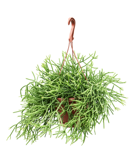 Rhipsalis heteroclada 35 cm 