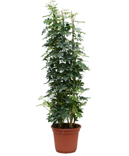 Schefflera arboricola 180 cm