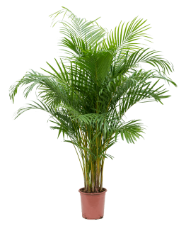 Palmier Dypsis Areca Lutescens 140 cm 