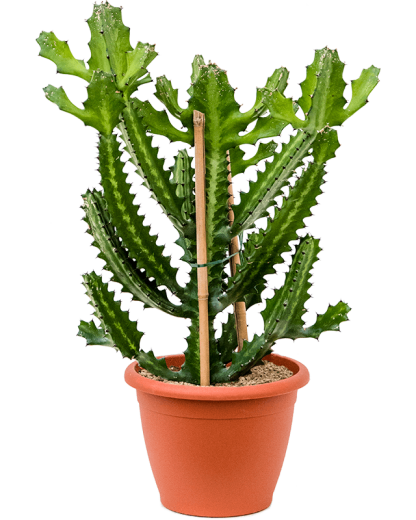 Euphorbia lactea 80 cm