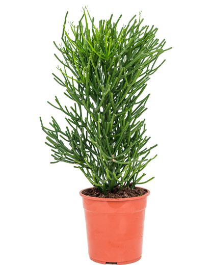 Euphorbia tirucalli 90 cm