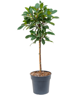 Ficus cyathistipula 130 cm 