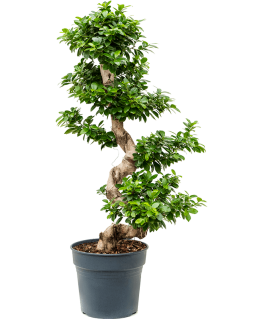 Ficus Bonsai Microcarpa Compacta 120 cm 