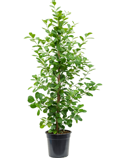 Ficus microcarpa Moclame 160 cm