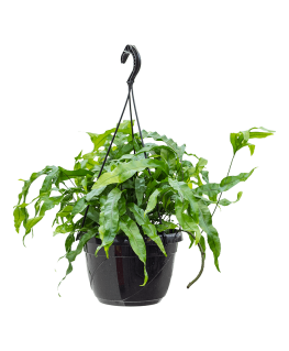 Feriga Microsorum diversifolium 40 cm 