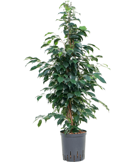 Ficus benjamina Danielle 100 cm