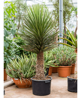 Yucca filifera 200 cm 