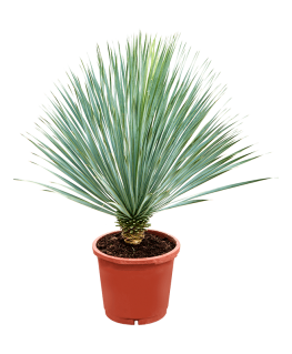 Yucca rostrata 105 cm 