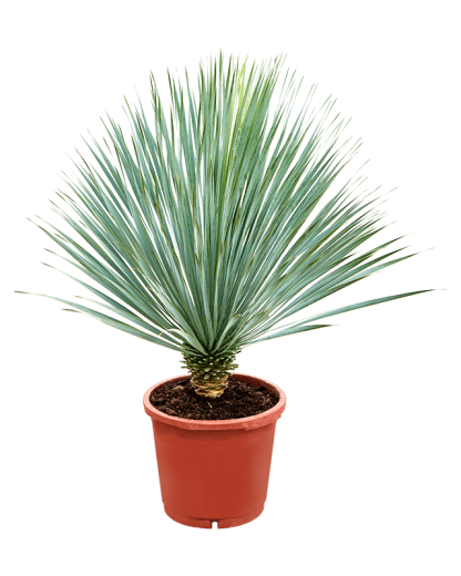 Yucca rostrata 105 cm