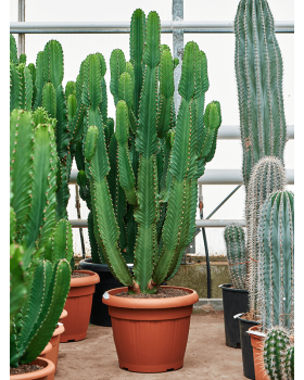 Euphorbia ingens 160 cm 
