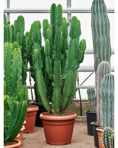 Euphorbia ingens 160 cm