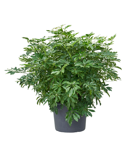 Schefflera arboricola Compacta 110 cm
