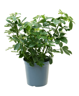 Schefflera arboricola 60 cm 