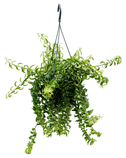 Aeschynanthus Twister 25 cm