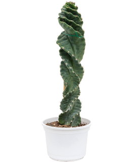 Cereus jamacaru Spiralis 45 cm 
