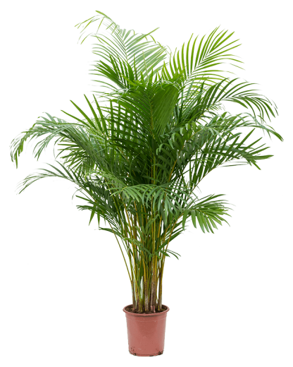 Palmier Dypsis Areca lutescens 125 cm