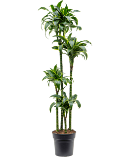 Dracaena fragrans Dorado 155 cm 