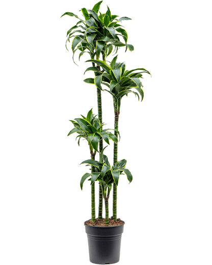 Dracaena fragrans Dorado 155 cm