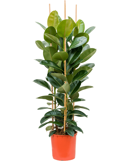 Ficus elastica Robusta 160