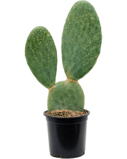 Opuntia titania 70 cm