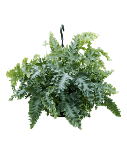 Feriga Phlebodium aureum Davana 55 cm 