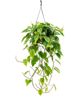 Philodendron scandens 80 cm 
