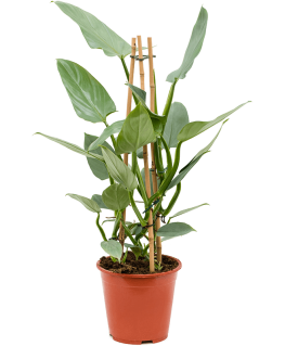 Philodendron Silver Queen 75 cm 