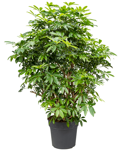 Schefflera arboricola Compacta 130 cm