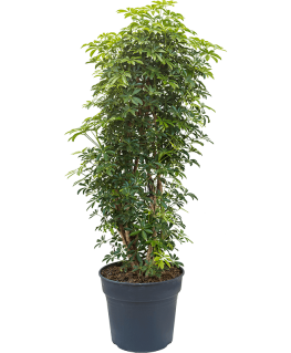 Schefflera arboricola Louisiana 135 cm 