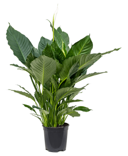 Spathiphyllum Alfetta 90 cm 