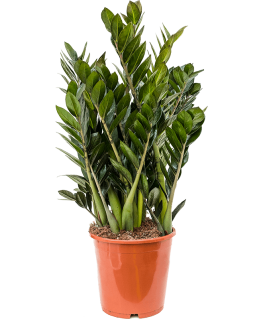 Zamioculcas zamiifolia Super Nova 70 cm 