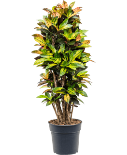 Croton variegatum Mrs. Iceton 130 cm 