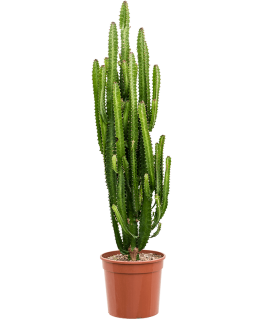 Euphorbia trigona 140 cm