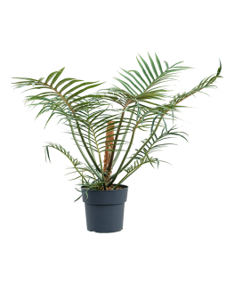 Philodendron Polypodioides Tortum 50 cm 