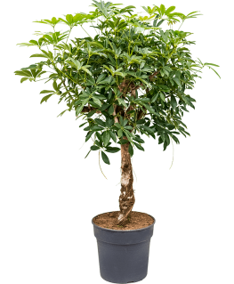 Schefflera arboricola Compacta 140 cm 