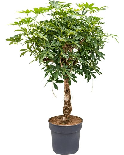 Schefflera arboricola Compacta 140 cm